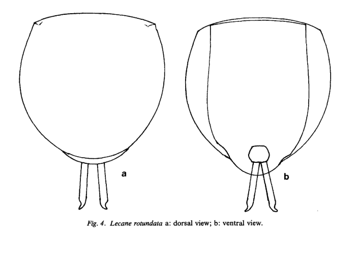 Lecane rotundata