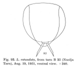 Lecane rotundata