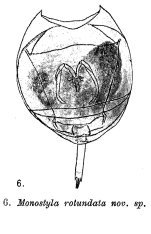 Lecane rotundata - Original description image