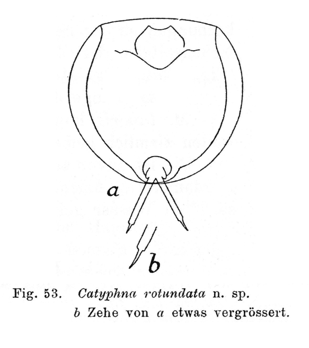 Lecane rotundata - Original description image