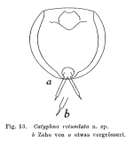 Lecane rotundata