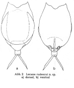 Lecane rudescui - Original description image