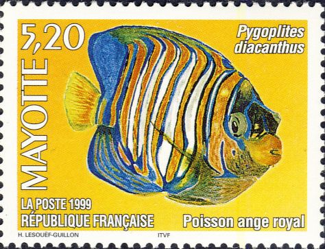Pygoplites diacanthus Pygoplites diacanthus