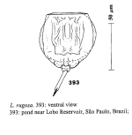 Lecane rugosa