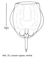Lecane rugosa