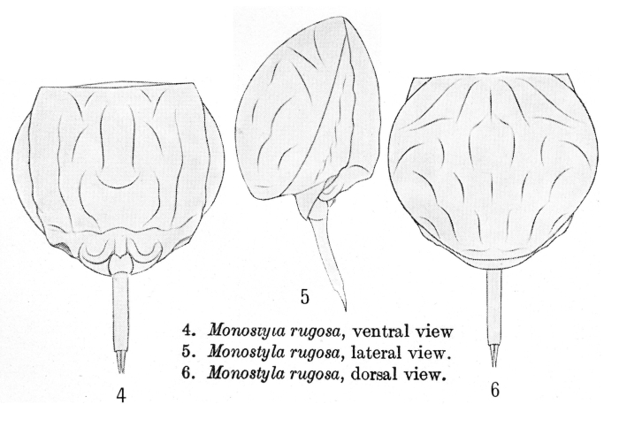 Lecane rugosa - Original description image