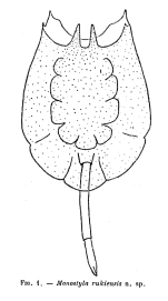 Lecane rukiensis - Original description image
