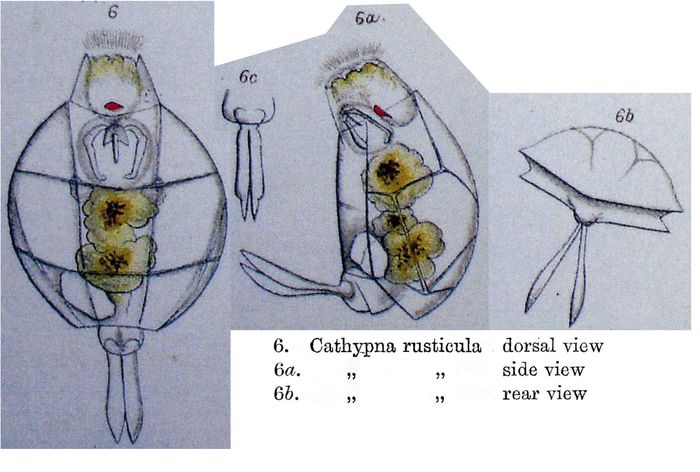 Lecane rusticula - Original description image