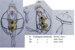 Lecane rusticula
