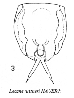 Lecane ruttneri