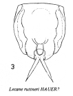 Lecane ruttneri