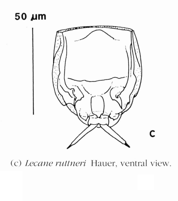 Lecane ruttneri