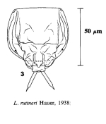 Lecane ruttneri