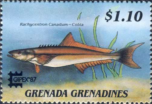 Rachycentron canadum Rachycentron canadum