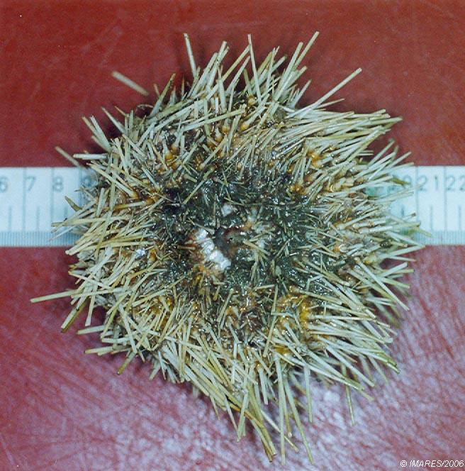 Echinus acutus de Lamarck, 1816 Echinus acutus de Lamarck, 1816