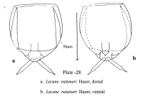 Lecane ruttneri