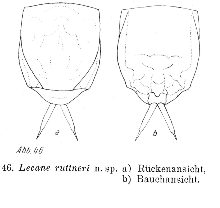 Lecane ruttneri - Original description image