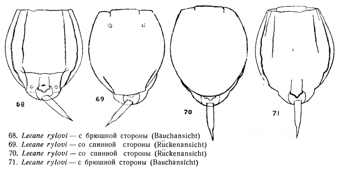 Lecane rylovi - Original description image