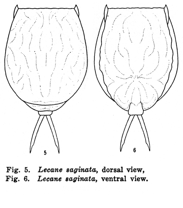 Lecane saginata - Original description image