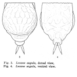 Lecane sagula - Original description image
