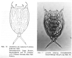 Lecane satyrus