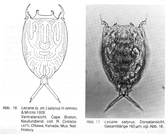 Lecane satyrus