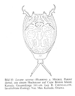 Lecane satyrus