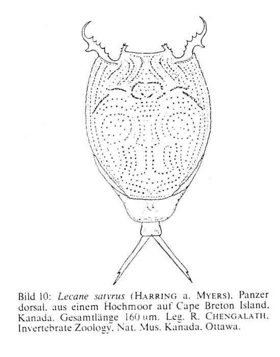 Lecane satyrus