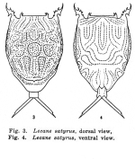 Lecane satyrus - Original description image