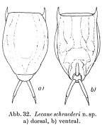 Lecane schraederi - Original description image