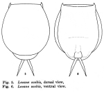 Lecane scobis - Original description image