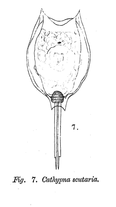Lecane scutaria - Original description image