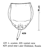 Lecane scutata