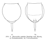 Lecane scutata