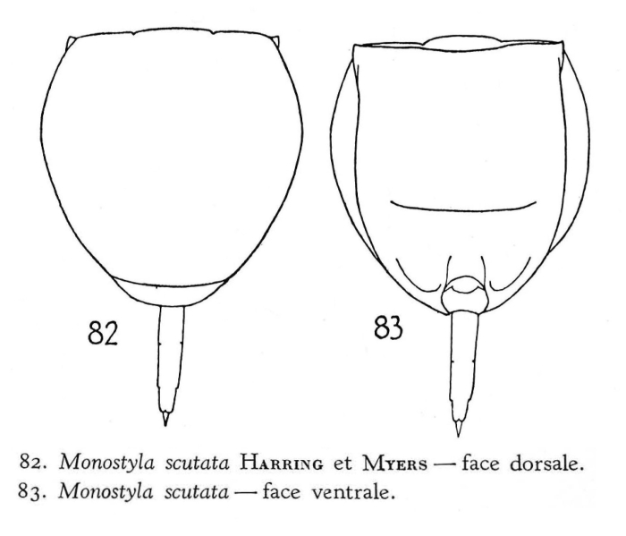 Lecane scutata Lecane scutata