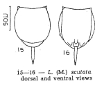 Lecane scutata