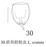Lecane scutata
