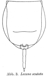 Lecane scutata
