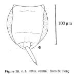 Lecane scutata