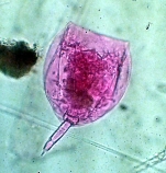Lecane scutata