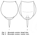 Lecane scutata - Original description image