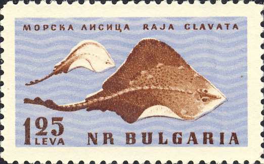 Raja clavata Raja clavata
