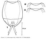 Lecane segersi - Original description image