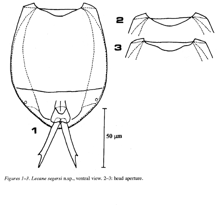 Lecane segersi - Original description image
