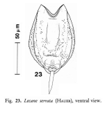 Lecane serrata