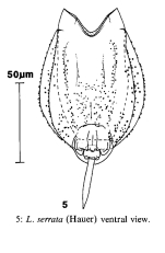 Lecane serrata