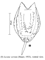 Lecane serrata