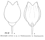 Lecane serrata - Original description image