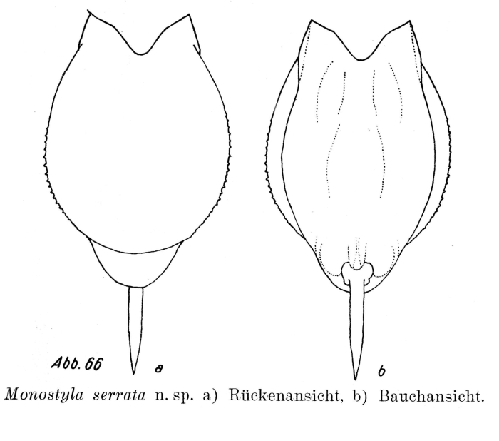Lecane serrata - Original description image