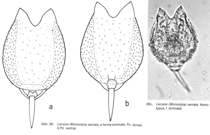 Lecane serrata f. echinata - Original description image